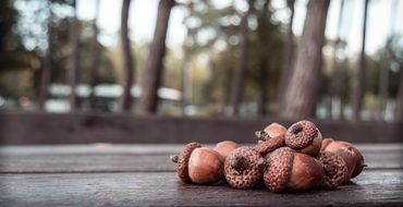 Acorns on the wood in autumn