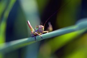 Macro photo of the grasshopper