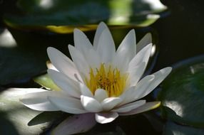 white water lily aquatic plant