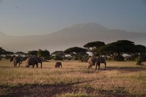 African elephants in the wild against the mountain