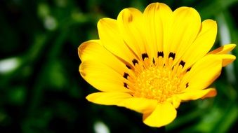 bright yellow flower with black petals