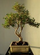 bonsai tree