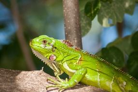 iguana reptile wildlife macro portrait