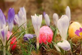 easter crocus in a meadow