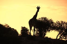 Giraffe in the Africa