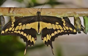 swallowtail butterfly and cocoons