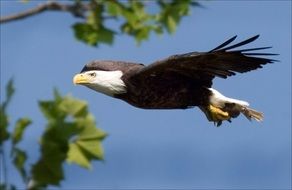 soaring majestic bald eagle