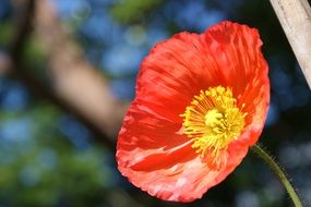 poppy red nature