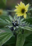 plant with a yellow flower close-up on blurred background