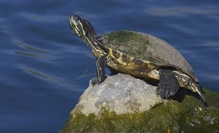 delightful turtle reptile