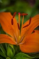 orange lily bloom macro