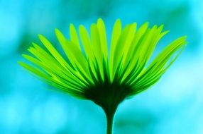 Close up photo of green spring flower