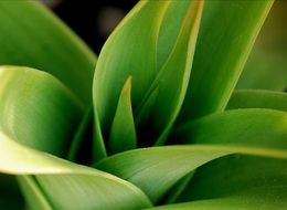 plant with green leaves close-up