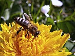 Bee on the dandelion in the spring