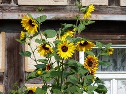 flowering sunflower bush near the house