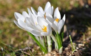 pointed flowers in spring