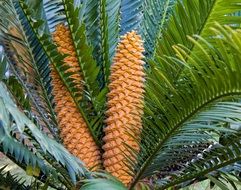 Encephalartos sclavoi, leaves and strobilus