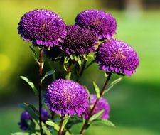Close-up of the beautiful purple asters at blurred green background