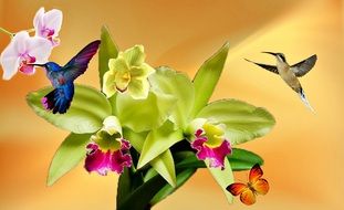Orchid flower with kiwi drawing