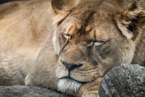 photo of a sleeping lioness