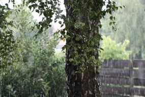 birch tree during rain