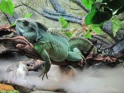 big green lizard is a reptile