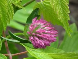 closeup photo of pink wild flower grows in the forest