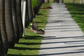 bird over alea in the park