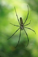 spider natural images