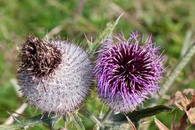 Thistle flowers on the meadow