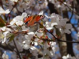 butterfly on cherry blossom