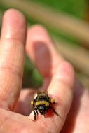 Hummel on the hand