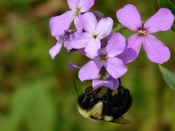 A huge bumblebee on a purple flower