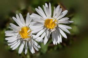 white daisy with a yellow center