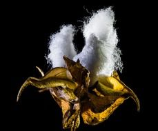 Cotton capsule of plant
