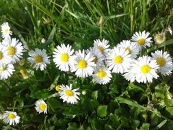 fine white daisies on spring meadow