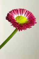 burgundy daisy on a white background