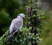 dove bird sitting on tree branch