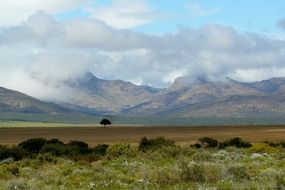Landscape in a meadow in South Africa