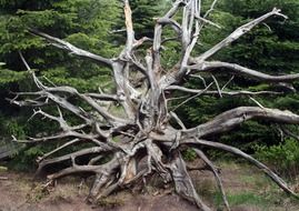 the root of Lothar the black forest