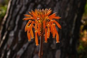 orange flower in Mallorca, Spain