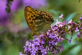 butterfly sitting on the purple lilac flowers