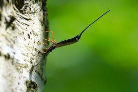 Wasp on the tree