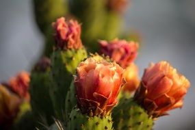 red flowers on a cactus in the garden