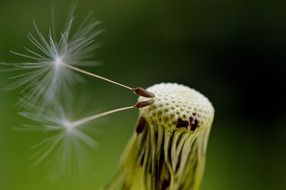 dandelion