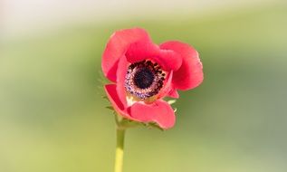 poppy flower close up