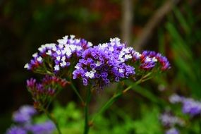 purple white winged beach lilac blossom