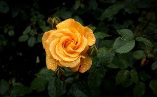 yellow rose and dew drops