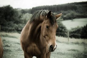farm horse in summer