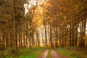 autumn forest path